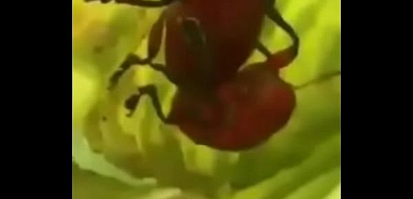  inseto safado comendo a inseta rabuda